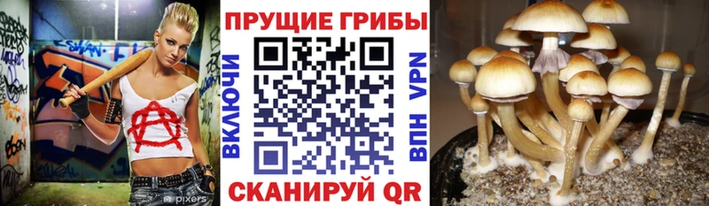 Псилоцибиновые грибы ЛСД где купить Волжск